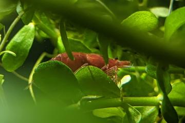 crevettes red cherrys