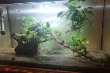 2 racines mangrove