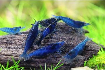 Crevettes Neocaridina Davidi Blue Velvet