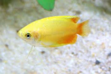 Gourami miel mâles