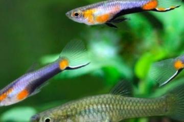 Guppy endler Blue Star