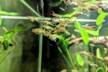 Don guppys endler