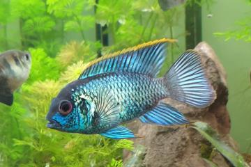 Acara bleu
