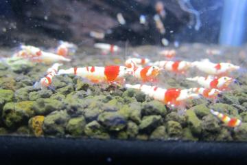 Crevettes CRS PRL
