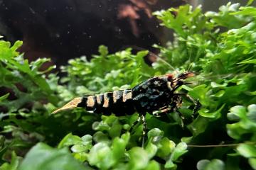 Crevettes galaxy black