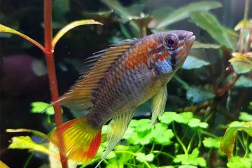 Jeune Poisson apistogramma macmasteri red mask