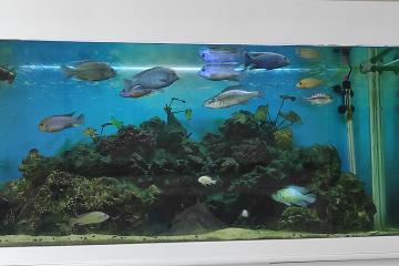 Cichlides du Malawi