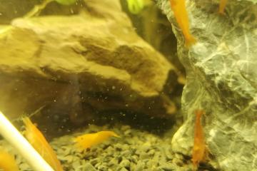 Neocaridina heteropoda Sunkist Orange