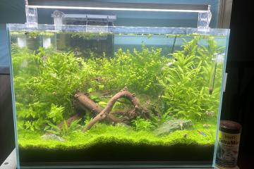 Aquarium Aquascaping 60l avec meuble et poissons