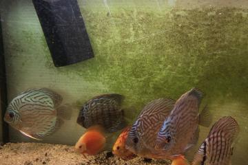 Discus différentes espèces et tailles