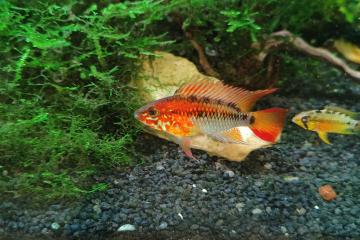 Donne poisson eau douce