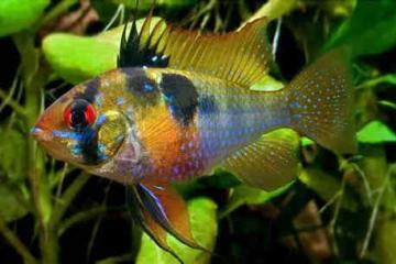 Mikrogeophagus ramirezi