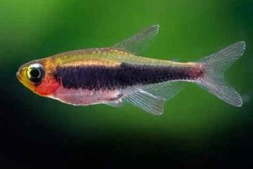 Tucanoichthys tucano