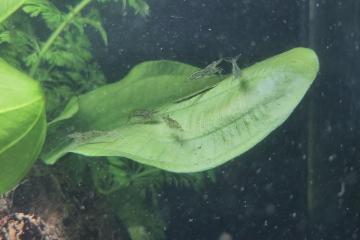 Donne crevettes neocaridina
