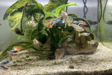 Guppys