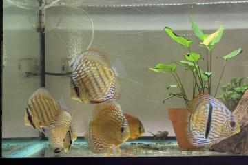 Discus