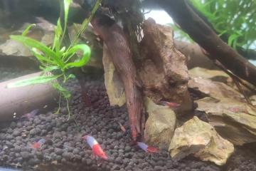 Crevettes neocaridina rili red