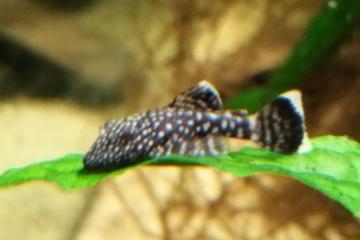 Ancistrus