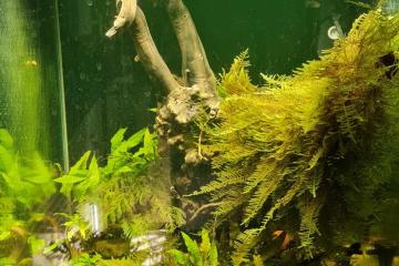 Aquarium Denerle 60L
