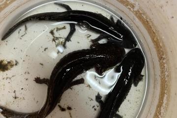 Axolote