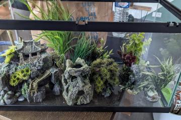 Aquarium 60 cm