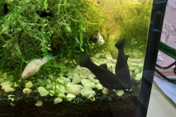 Donne poissons