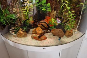 Aquarium et ses accessoires prêt à installer