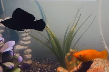 Poisson d'aquarium