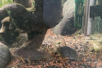 Don de poissons d’eau douce