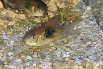 CORYDORAS VENEZUELA ORANGE