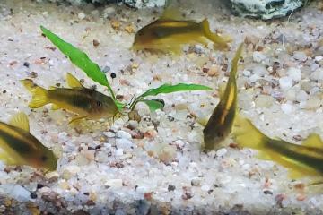 CORYDORAS Gold CW010