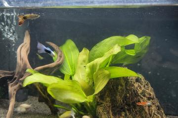 Donne 3 guppy