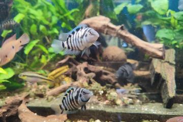 Cichlidé Nigrofasciatus