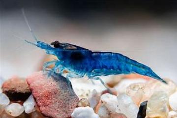 crevettes blue velvet