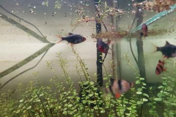 Don Poisson
