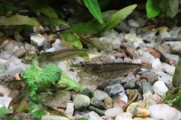 donne crevettes caridina japonica