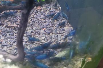 Crevettes blue velvet