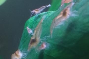 Petites crevettes rouges