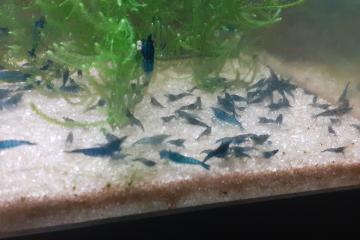 Crevette Blue Velvet lot