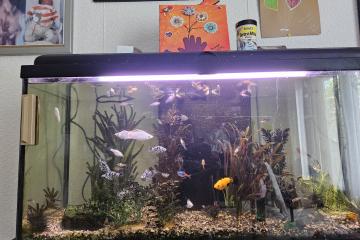 Poisson platy