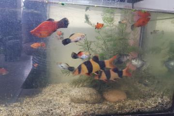 Donne aquarium 120L avec poissons