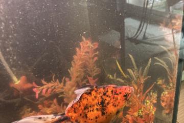 Poisson japonais
