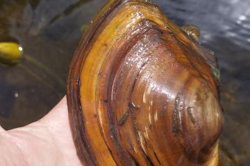 Moule d'eau douce ou anodonte