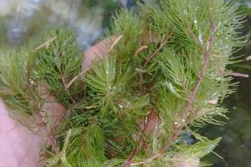 Plantes oxygenantes