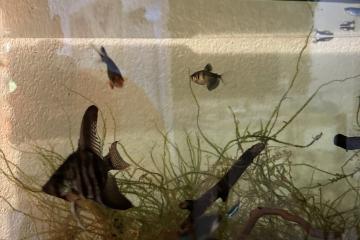 Poissons eau douce