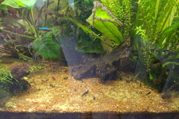 Mangeurs d'escargot