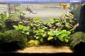 Aquarium 80 litres complet