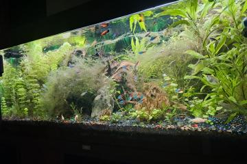 Aquarium 220 litres