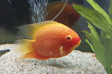 Heros severum red spot