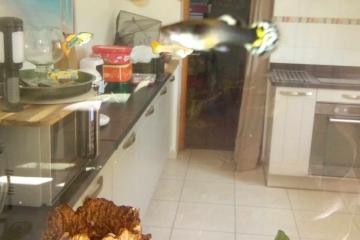 Guppys mâles